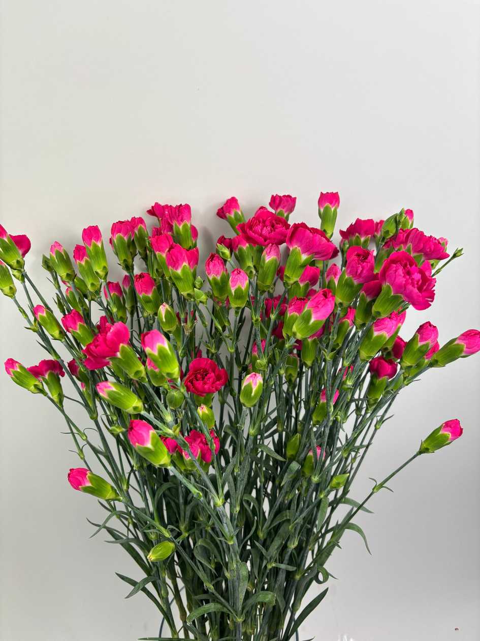 Dark Pink Bush Carnations