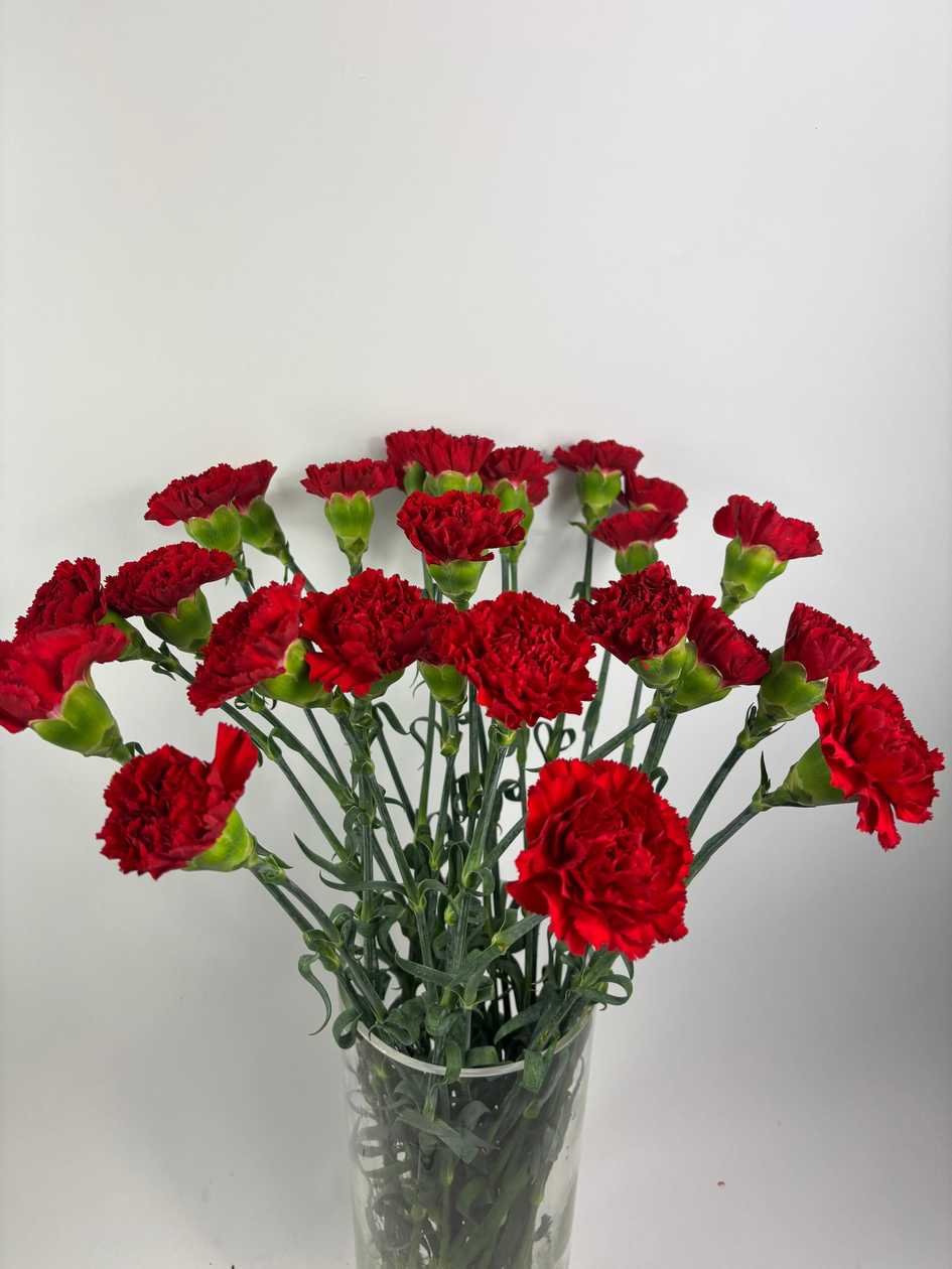 Red Single-Head Carnations