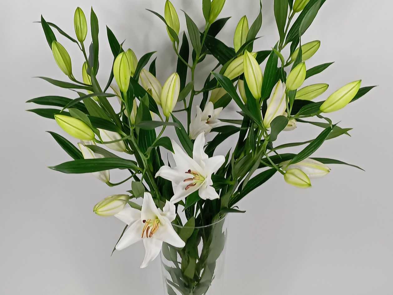 White Lilies