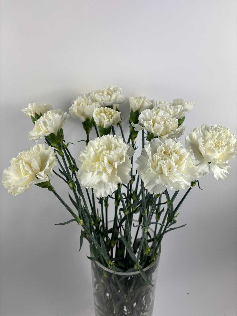 White Single-Head Carnations