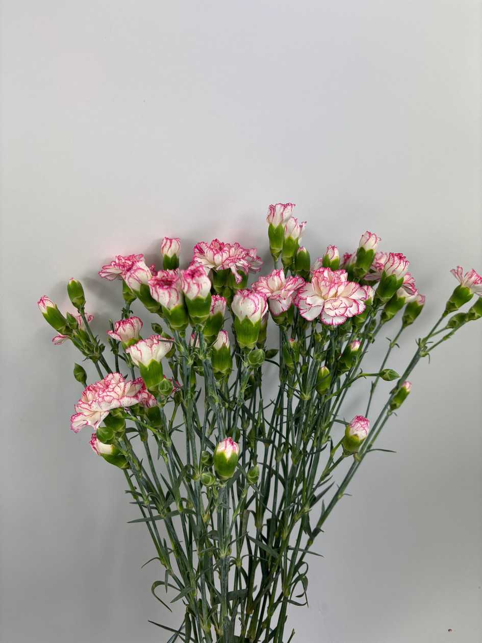 White Pink Bush Carnations