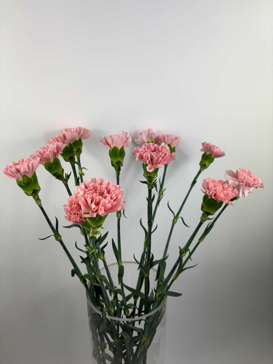 Pink Single-Head Carnations