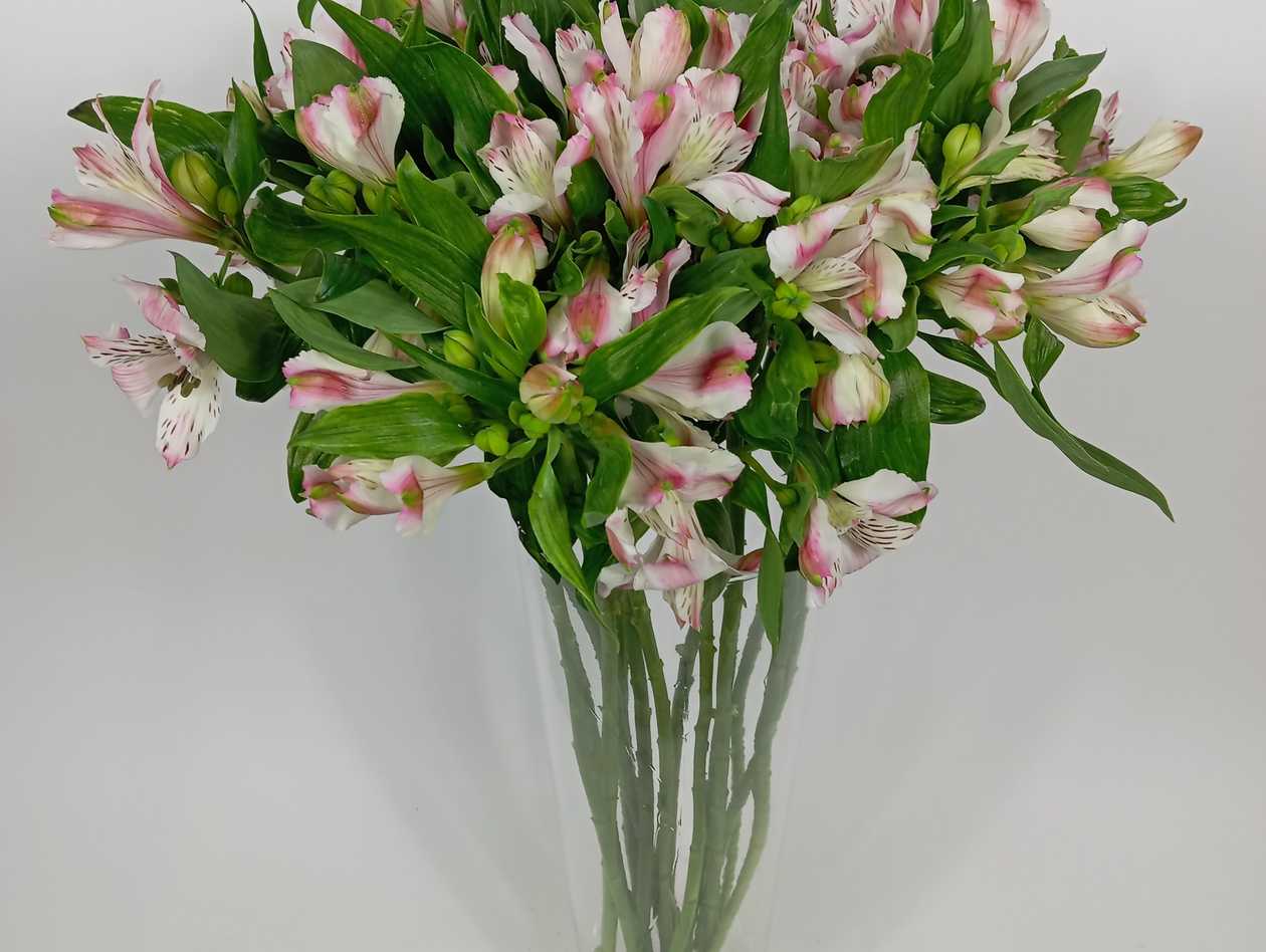 Pink Alstroemeria