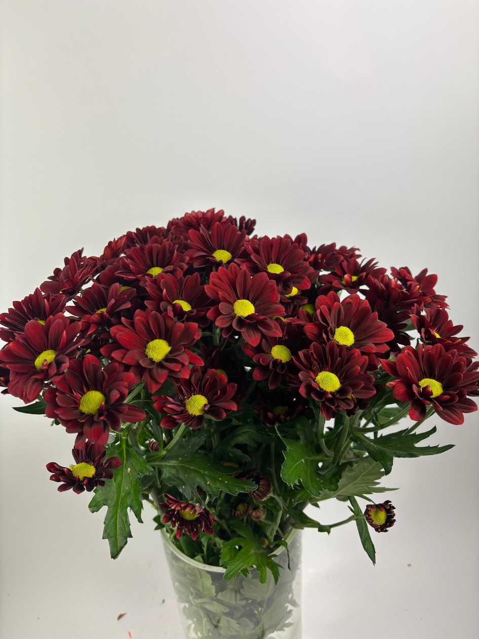 Red Chrysanthemums