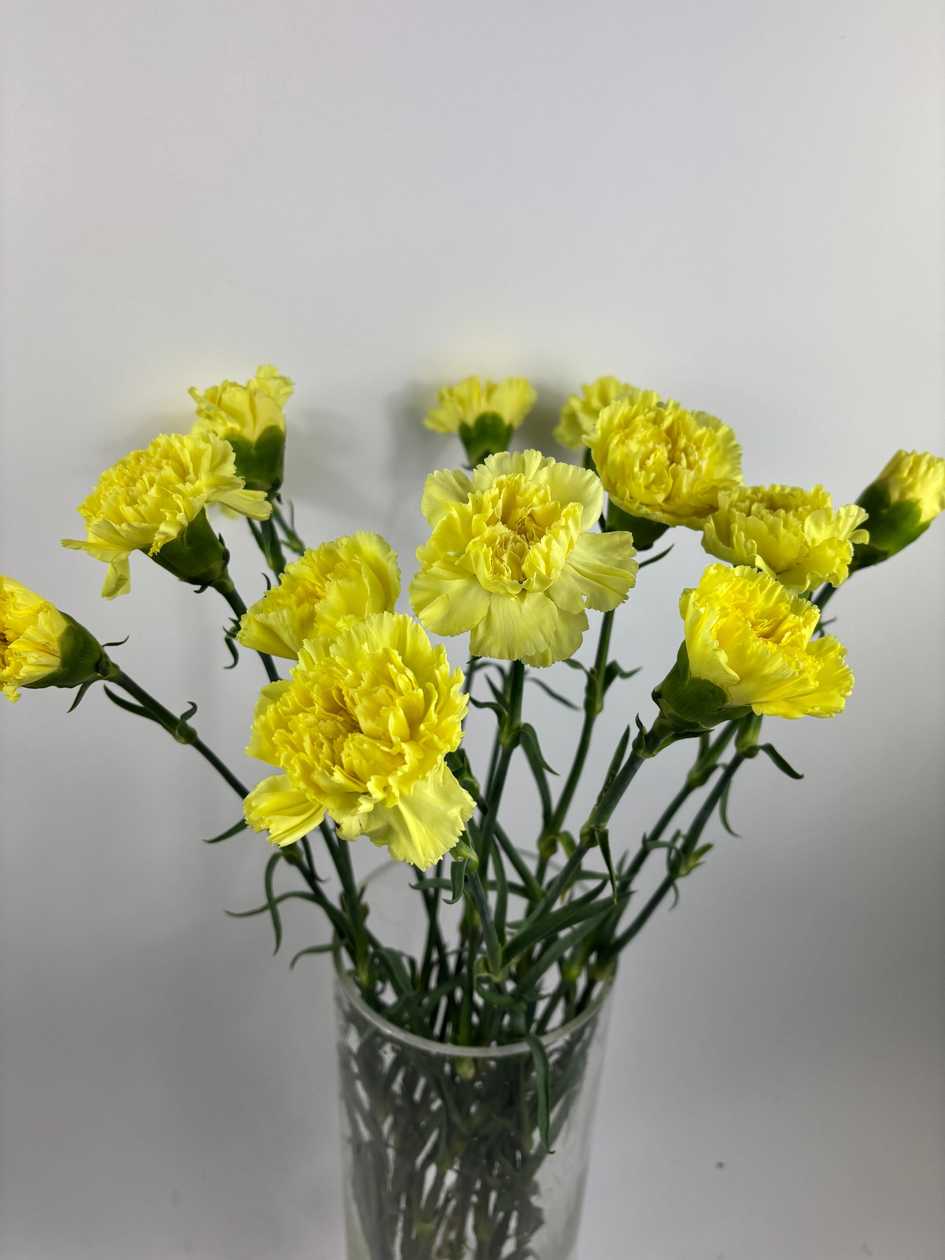 Yellow Single-head Carnations