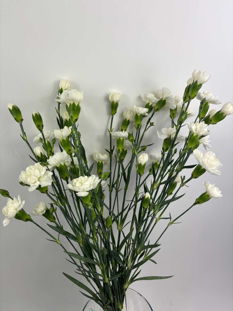 White Bush Carnations