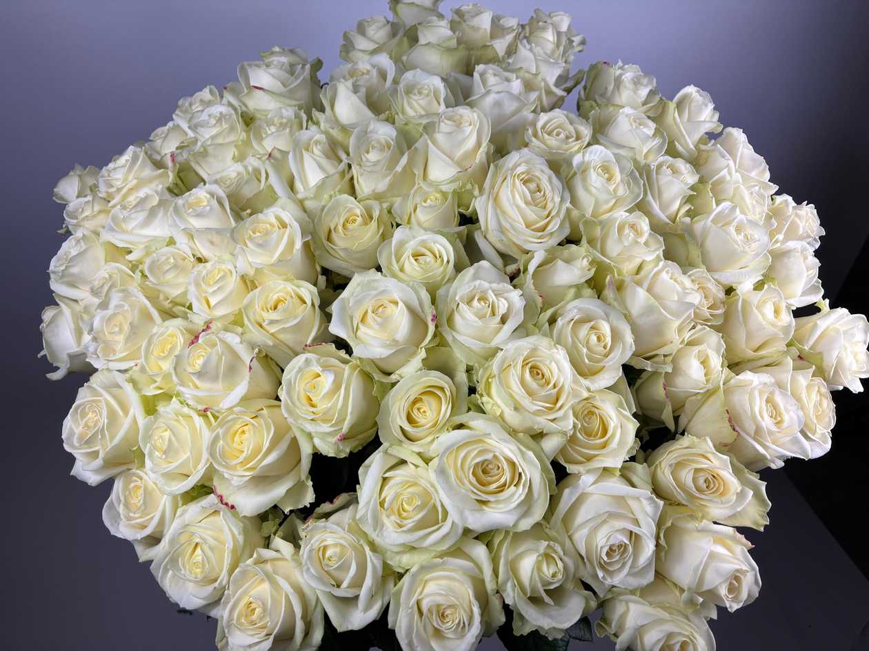 Avalanche Roses 101GB 70cm