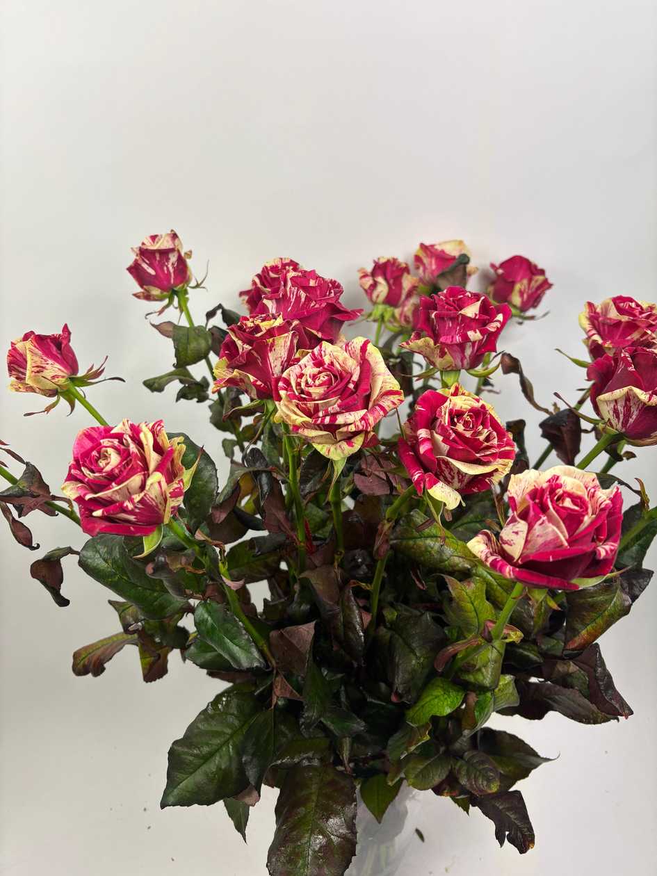 Harlequin Rose 1pc