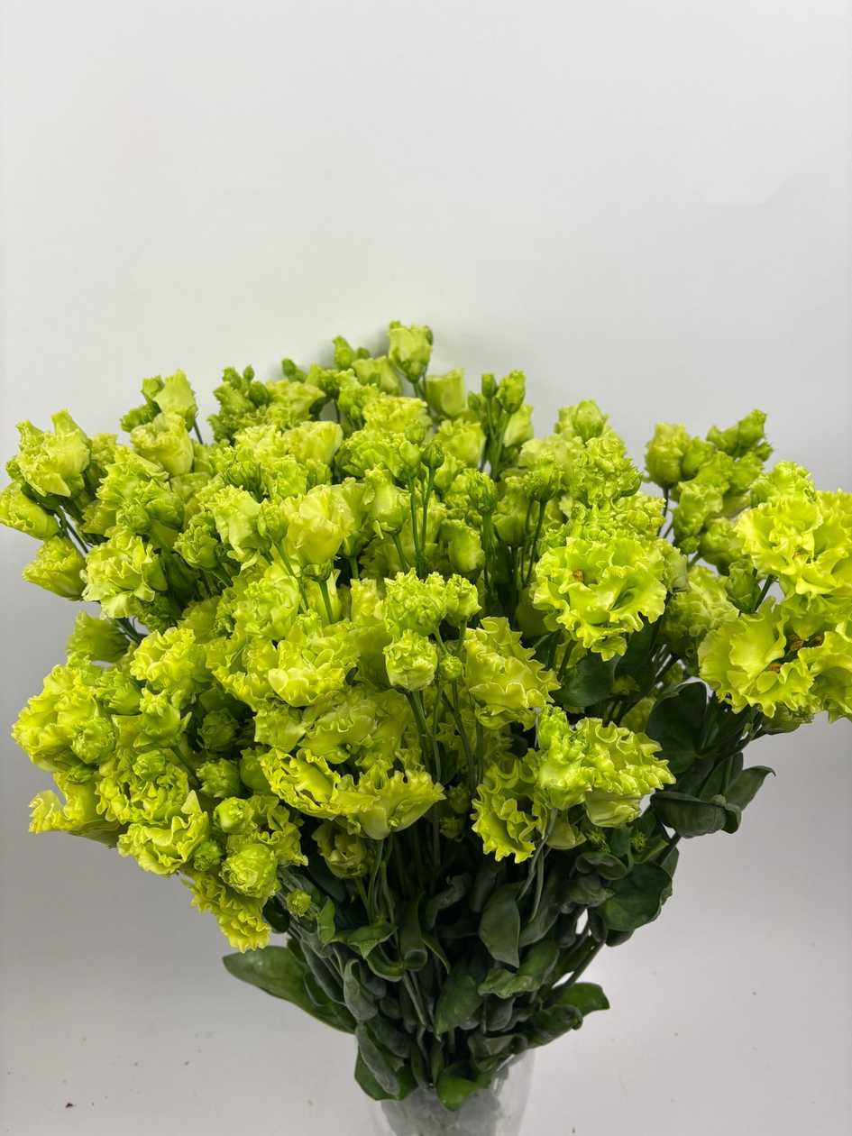 Green Lisianthus