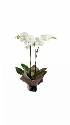 Phalaenopsis Alb