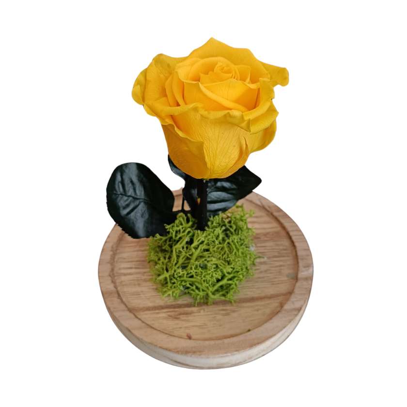 Preserved Rose - Belle Mini
