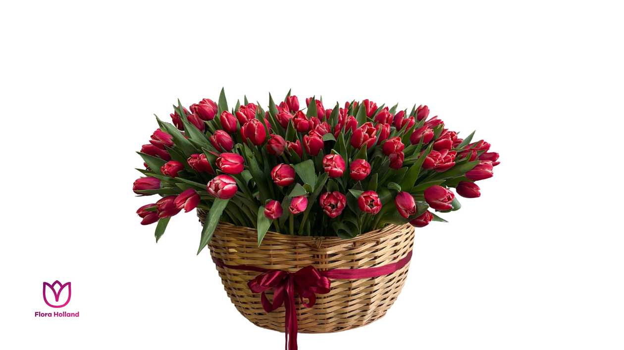 201 Red Tulip