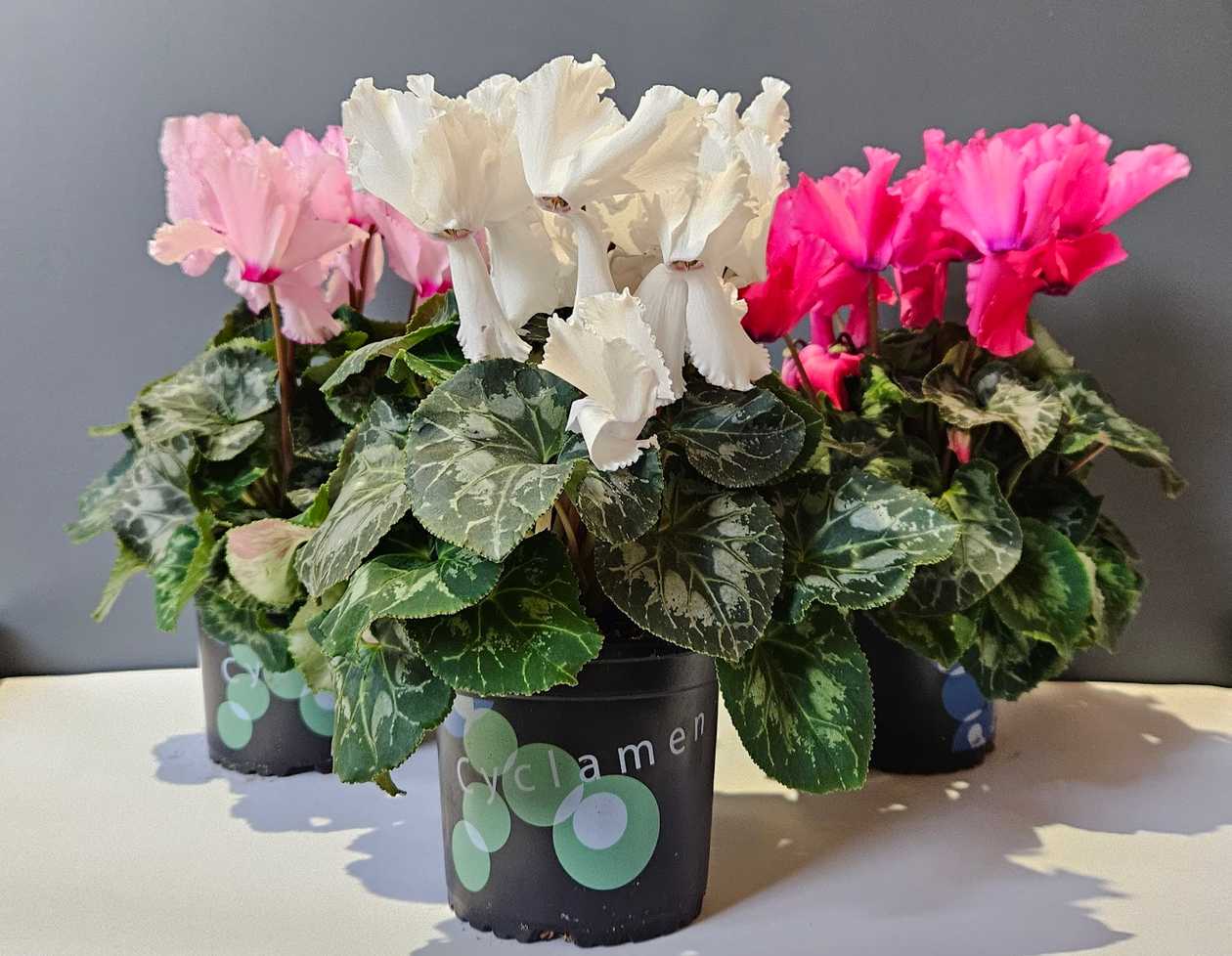 Cyclamen