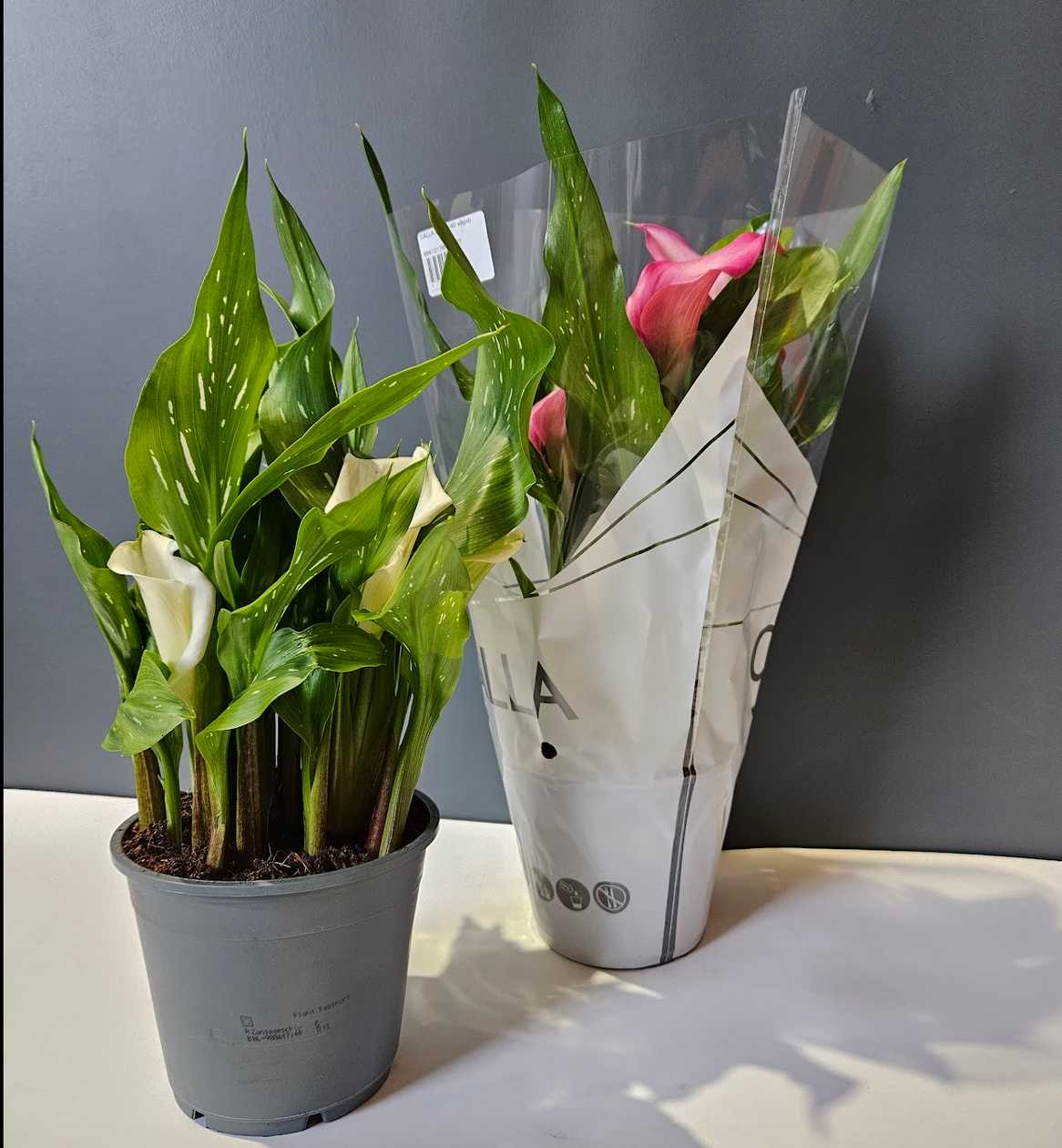 Calla