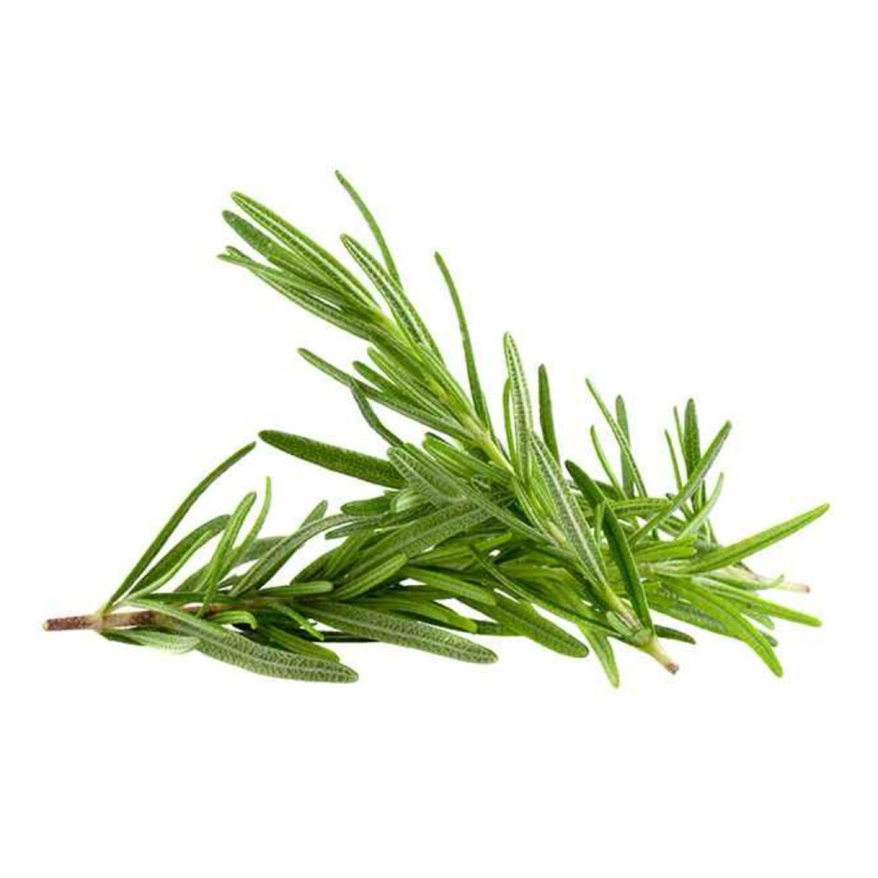 Rosemary, 40g, packaged (expires soon)