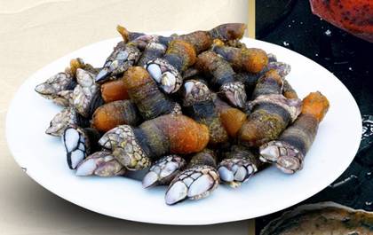 Percebes