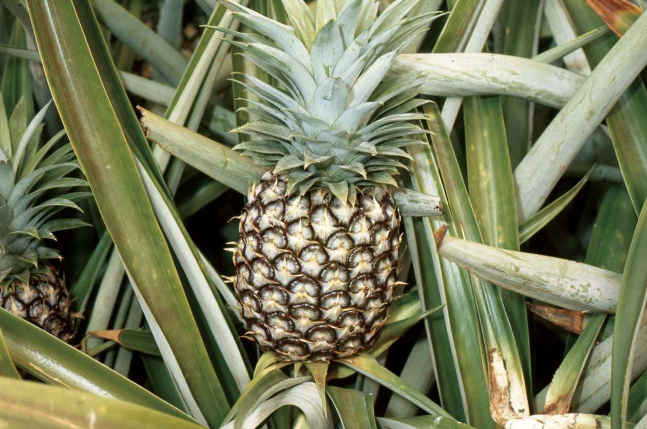 Fresh Pineapple