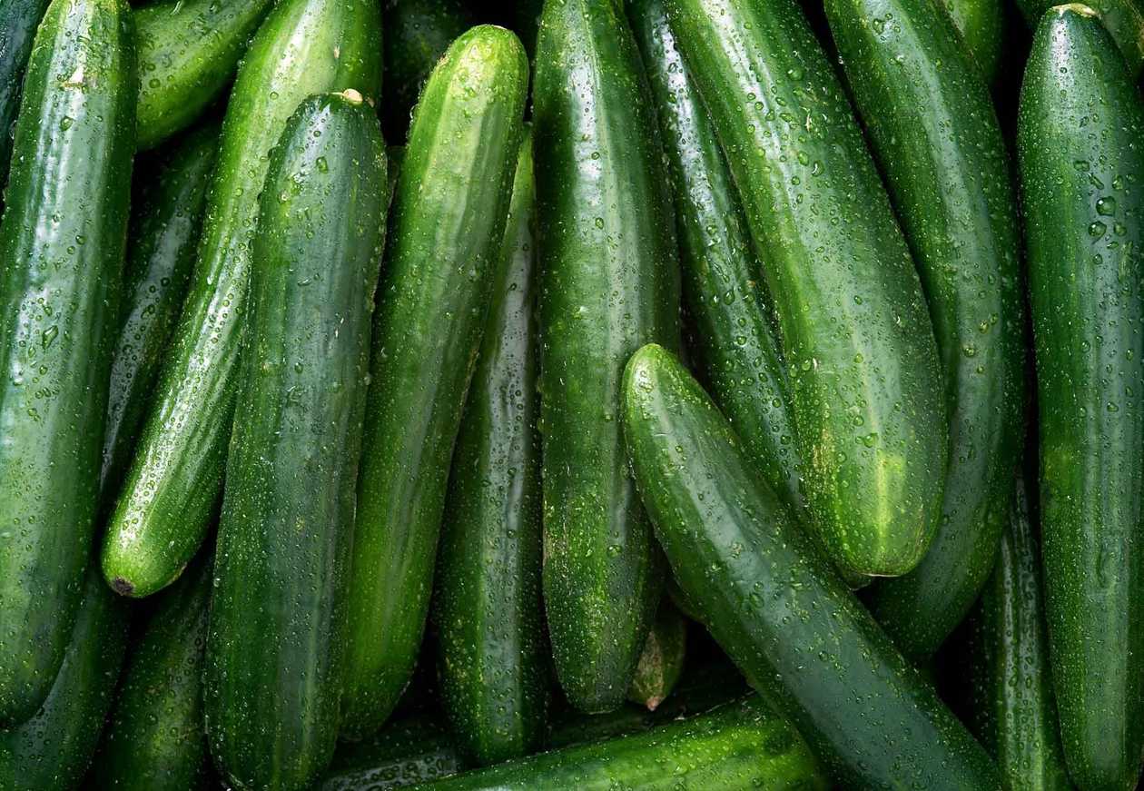 Fresh Cucumber