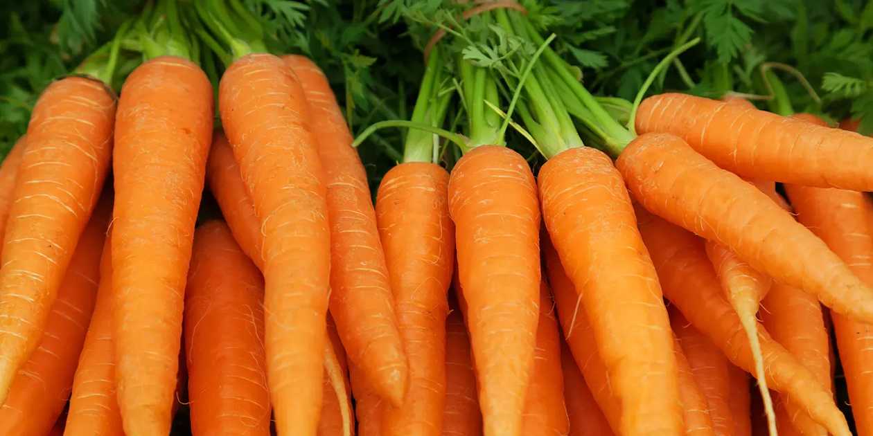Fresh Carrots