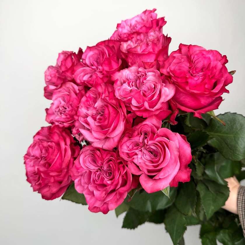Peony type roses 50 / 60 cm