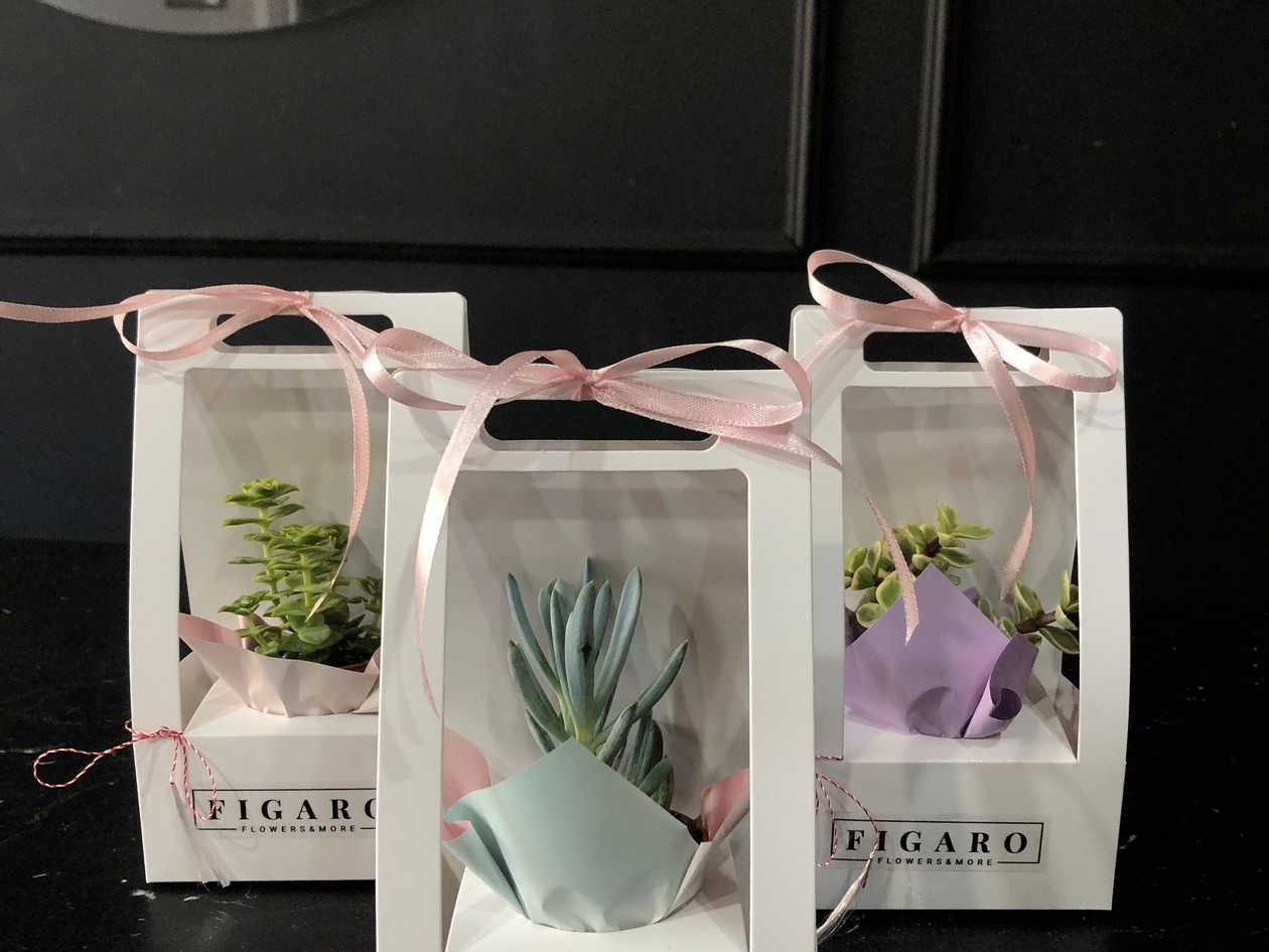 Mini Succulent March Amulet
