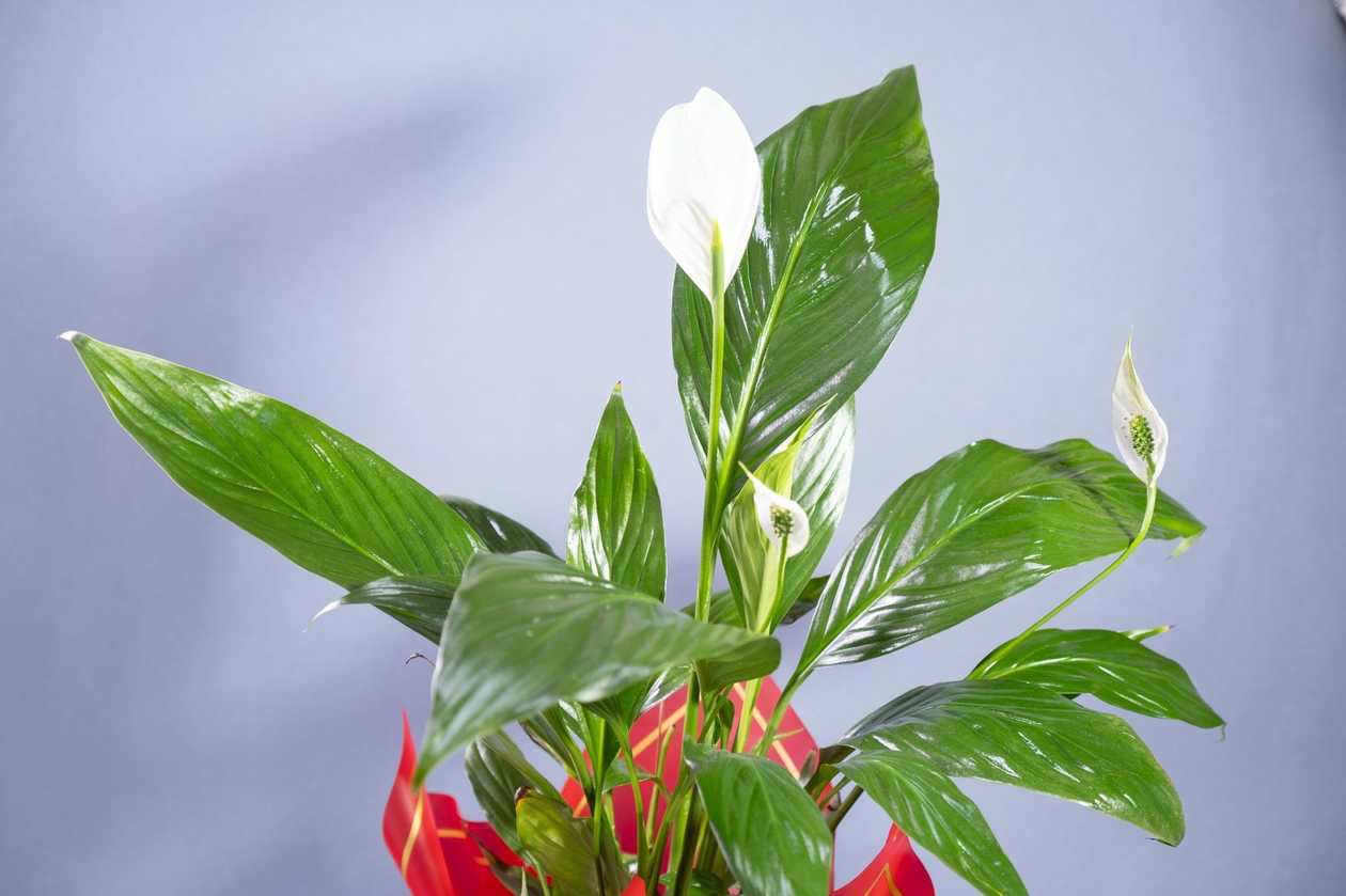 Spathiphyllum (crinul Păcii)