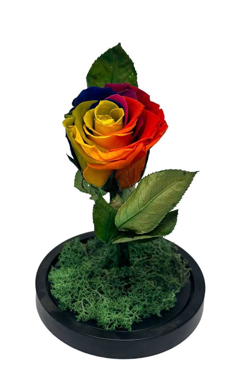 Cryogenic Rainbow Roses