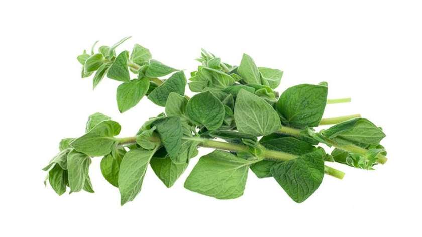 Oregano Package 50gr