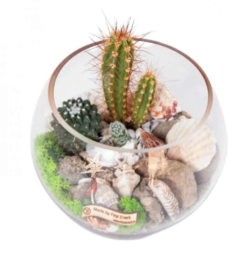 Elegant terrarium
