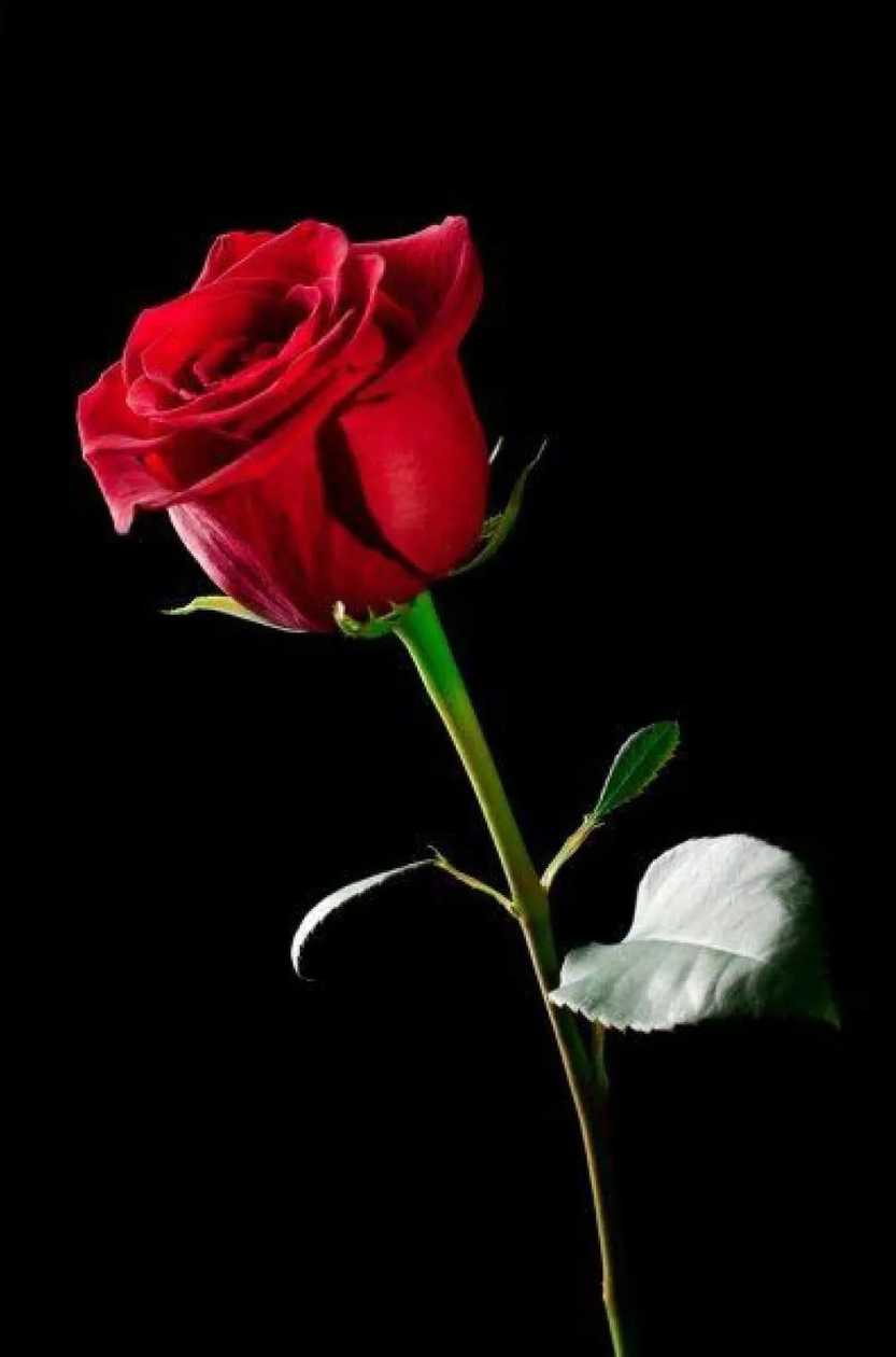 Red Rose by the Thread