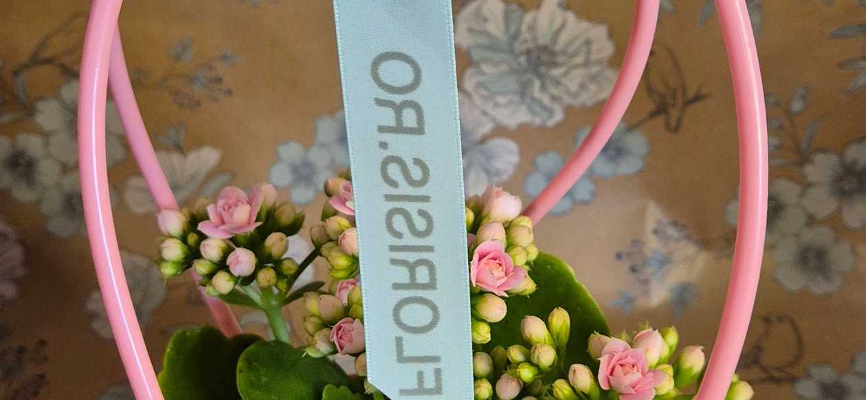 Kalanchoe in ghiveci