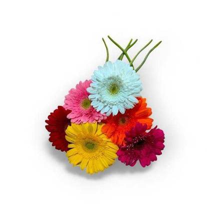Gerberas | Cores Variadas
