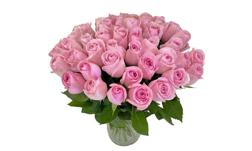 Rozes maigi rozās 50-60 cm