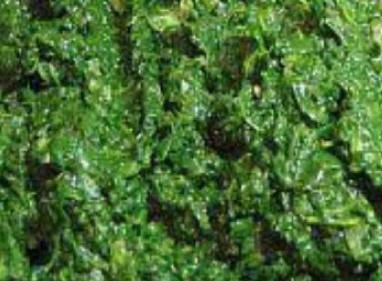 Nettle Food - For LENT
