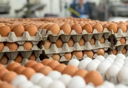 Create of Eggs