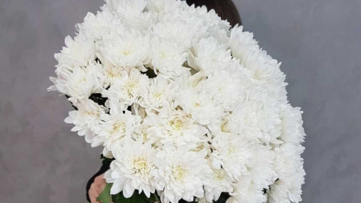 White Chrysanthemums - 9 pieces