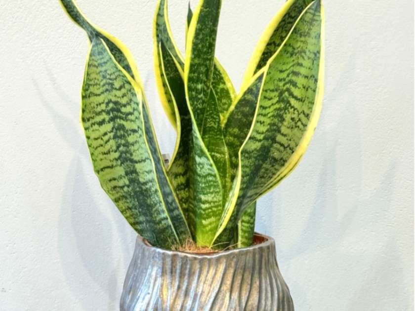 Sanseveria