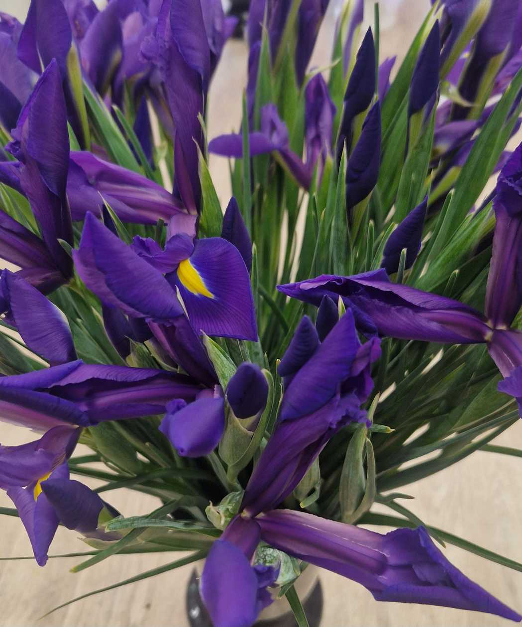 Iiris sinine 1tk