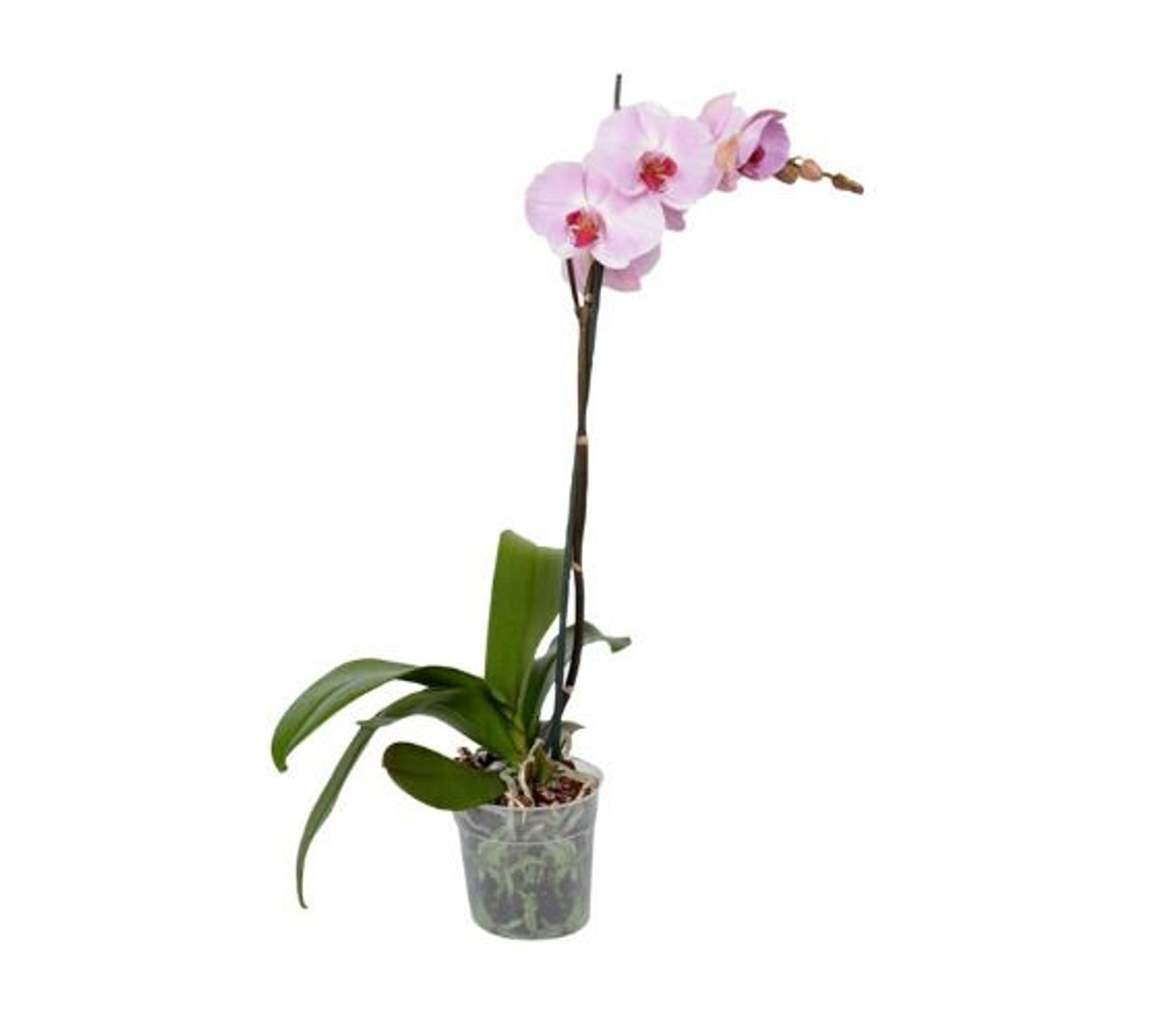 Phalaenopsis 1 Stem D12/H50-70