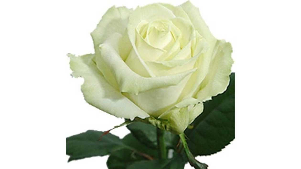 White Roses (50–60 cm)
