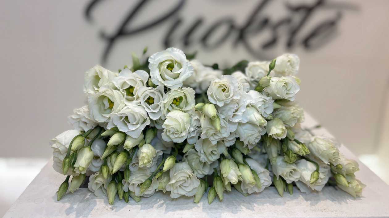 White Eustomas