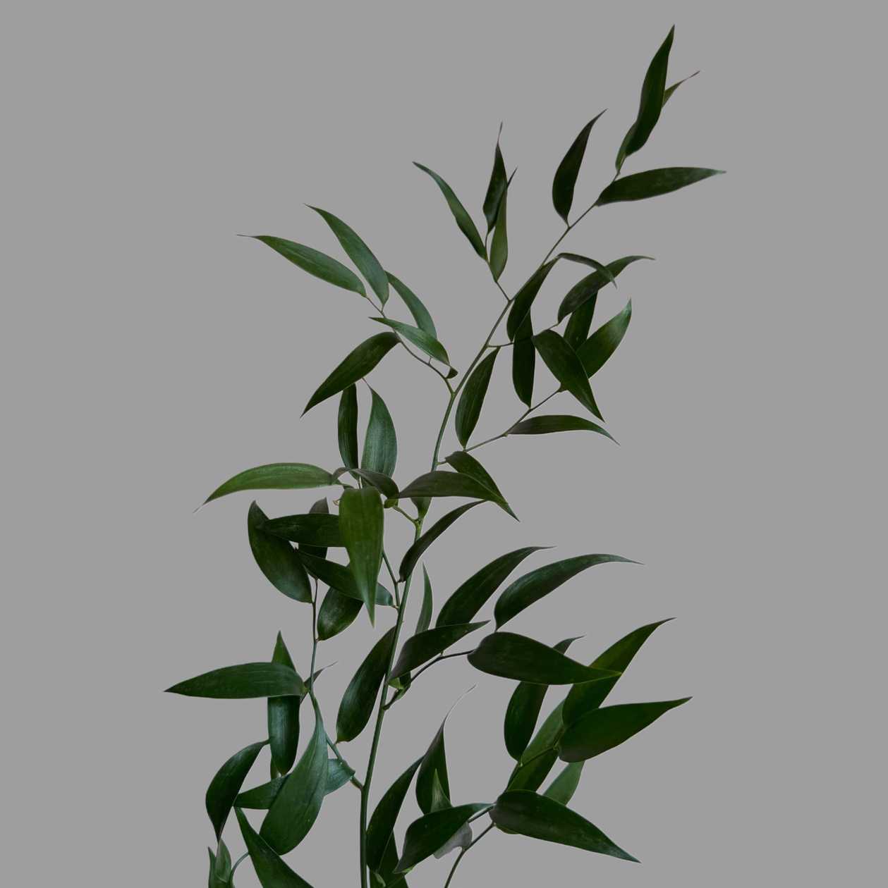 Ruskus