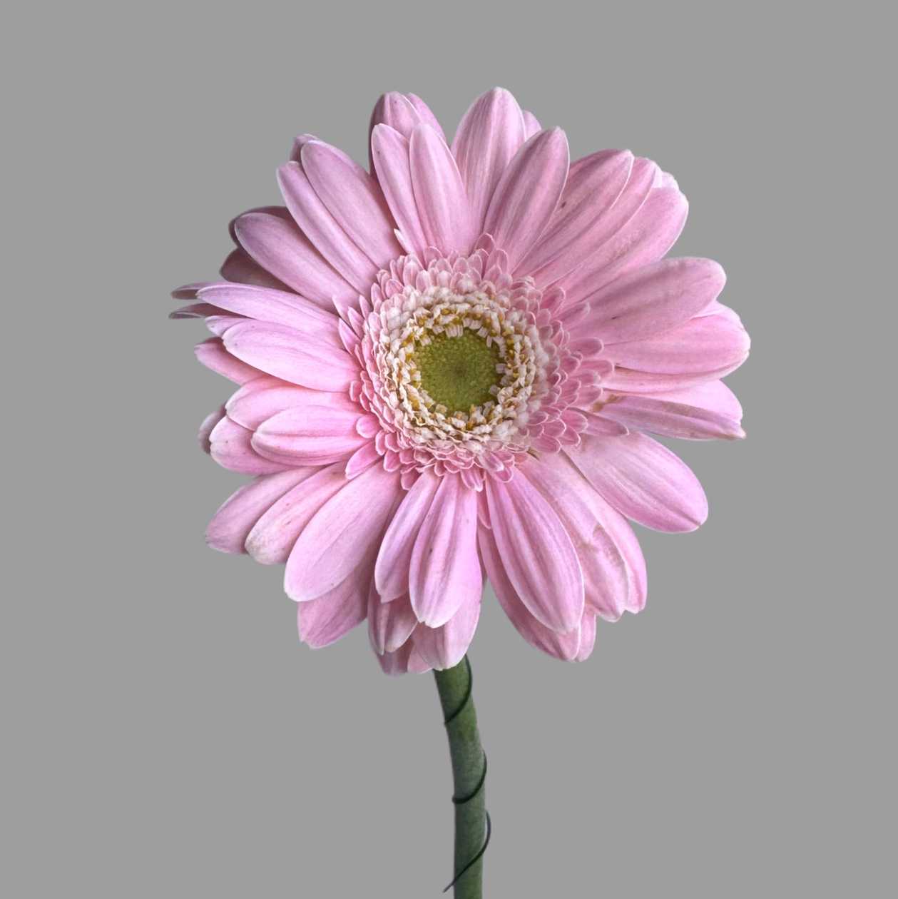 Gerbera
