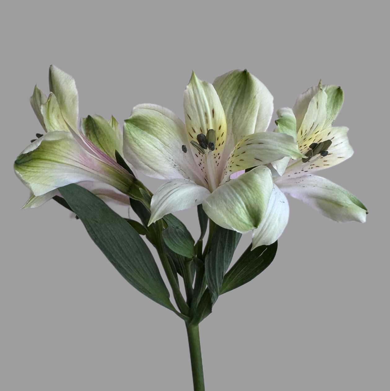 Astromeria biała