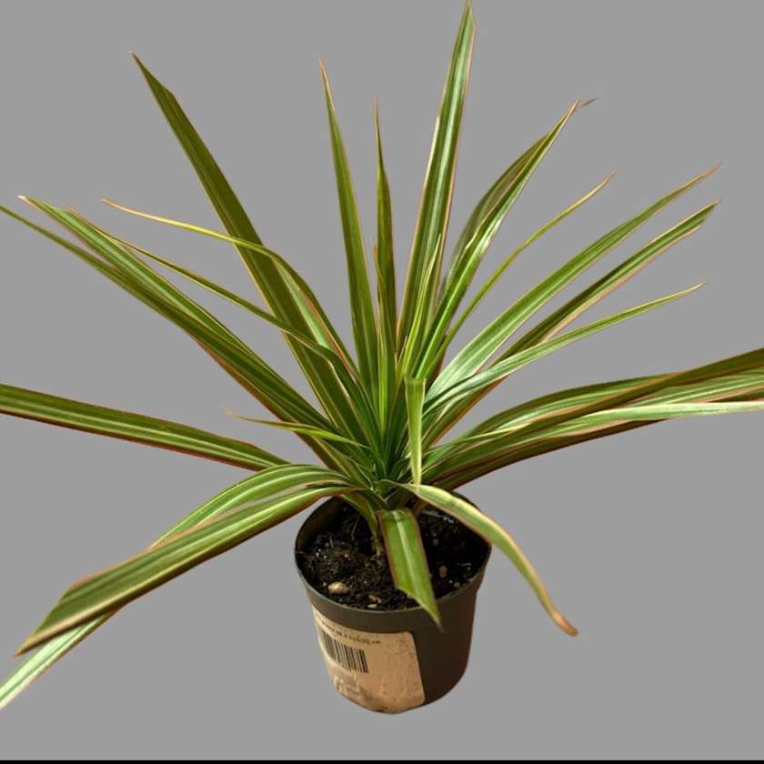 Mini dracena