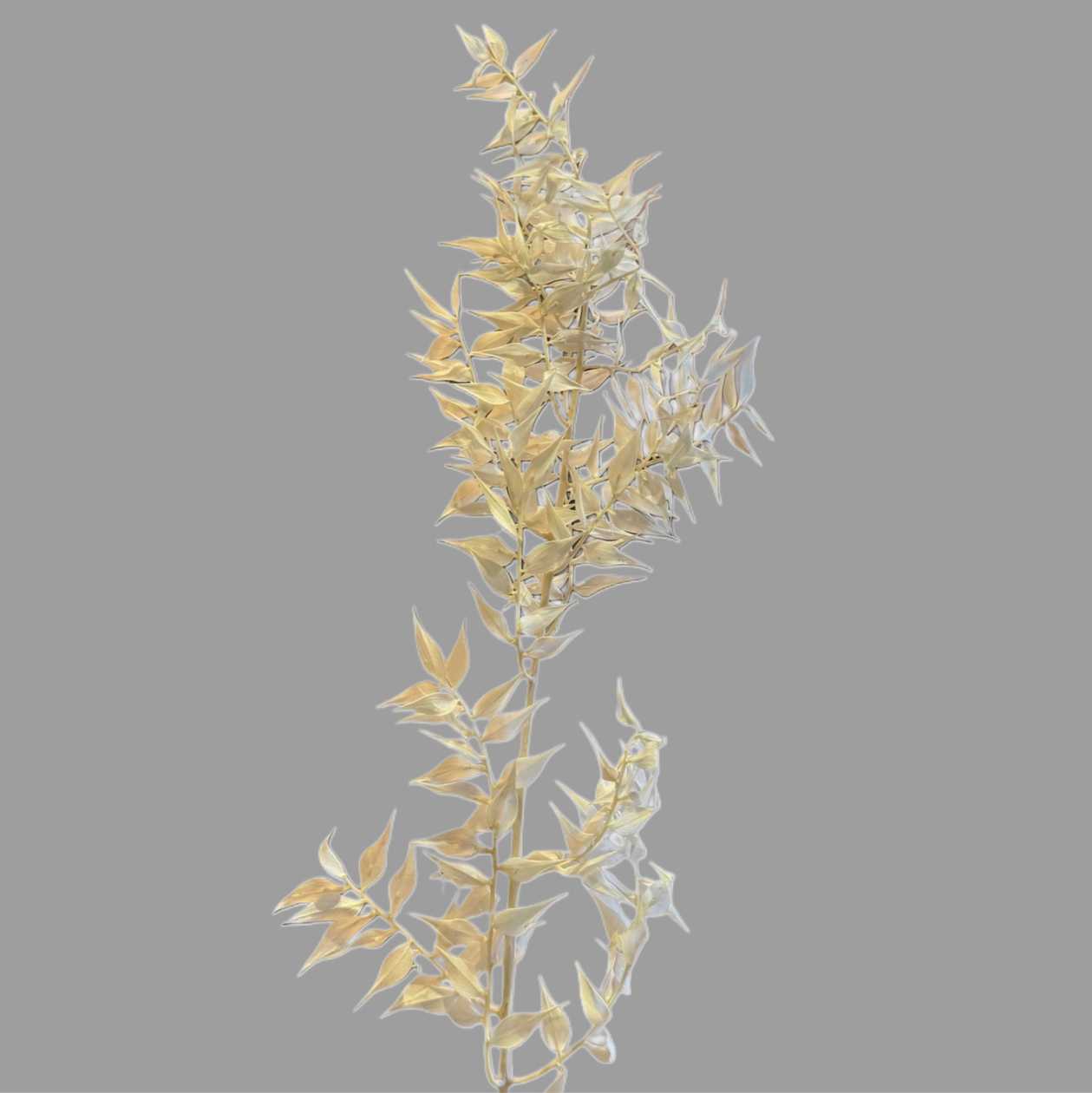 Ruskus