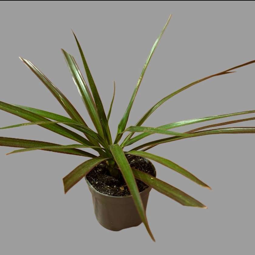 Mini dracena