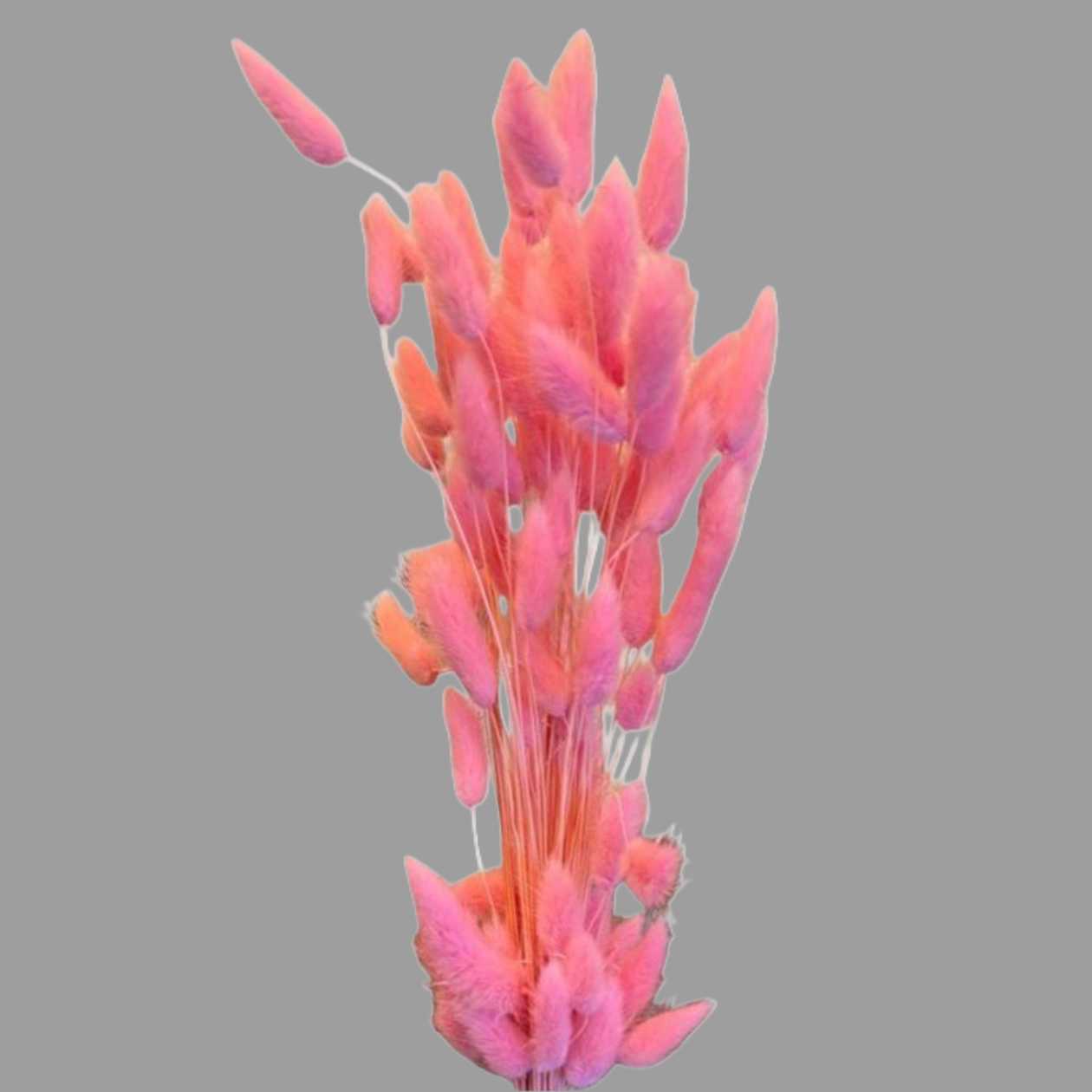 Lagurus 3