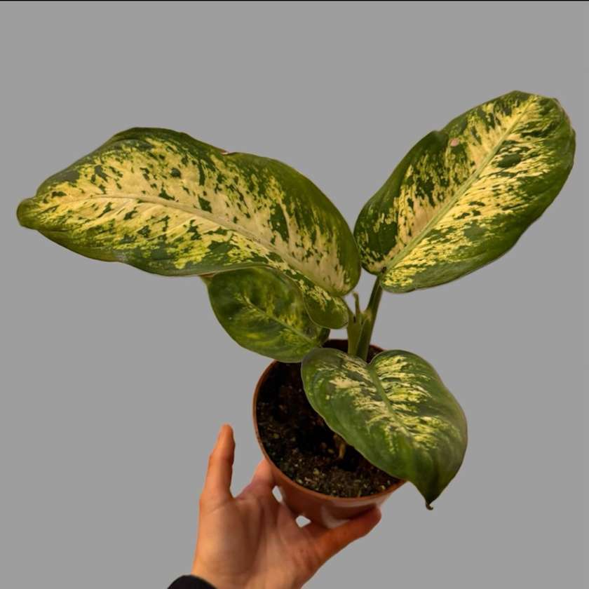 Dephinbachia