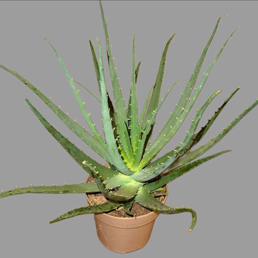 Aloes